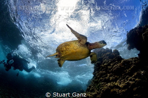 Honu and diver by Stuart Ganz 